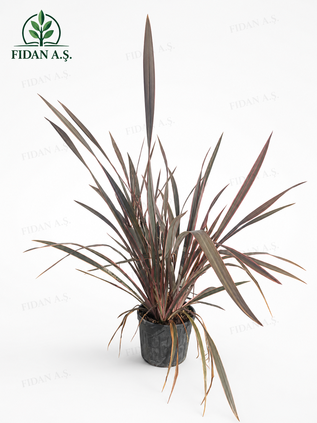 Phormium Tenax